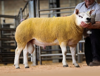 Supplementary Texel Sale