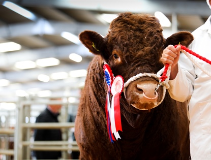 Pedigree Salers Cattle