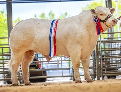 Pedigree Charolais Cattle
