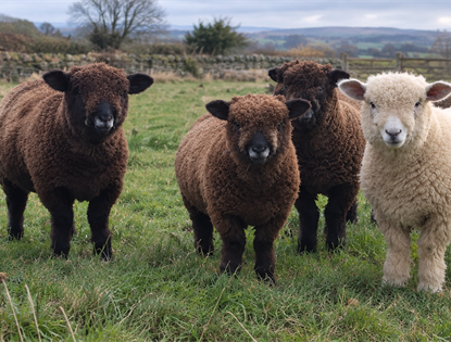 Native & Coloured Sheep