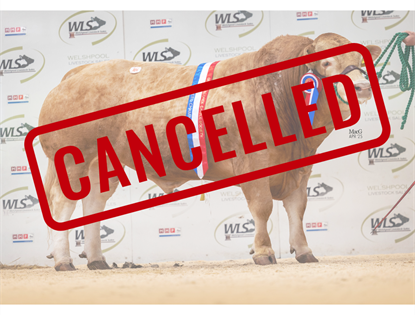 Pedigree Blonde Cattle