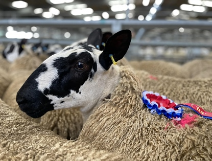 Welsh Mule Ewes & Ewe Lambs