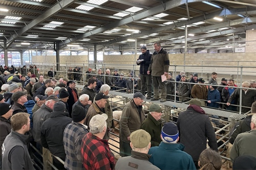 Breeding Rams