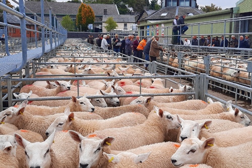 RLS Store Cattle & Store Sheep