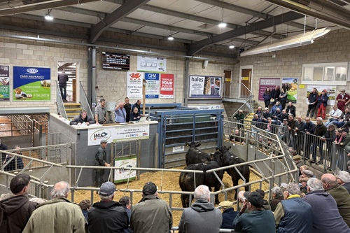 Store Cattle & Cows with Calves